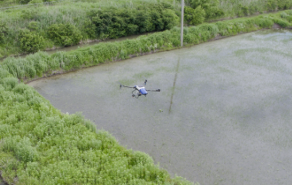 Heilongjiang | Rice Drone Spraying Opens A New Era of Agriculture