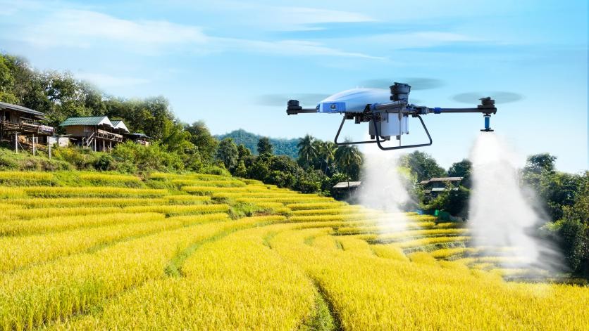 Agricultural drone spraying wheat