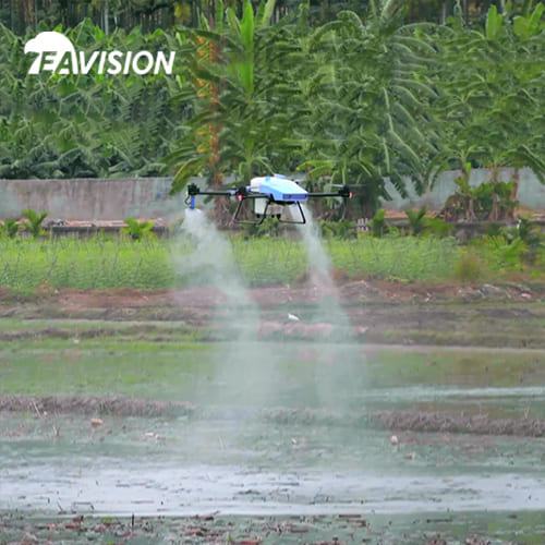 Drone Spraying Rice Field Summer Management and Protection to Improve Efficiency