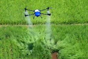 High Precision Agriculture Drone Sprays Rice Field With Insect Repellant