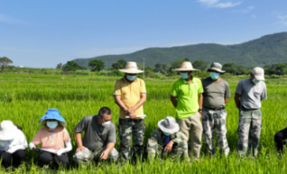 Drones Help Agriculture, Promote Food Production And Farmers' Income