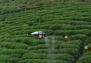 Taiwan's Tea Area Explores Using Drones To Alleviate Manpower Shortage