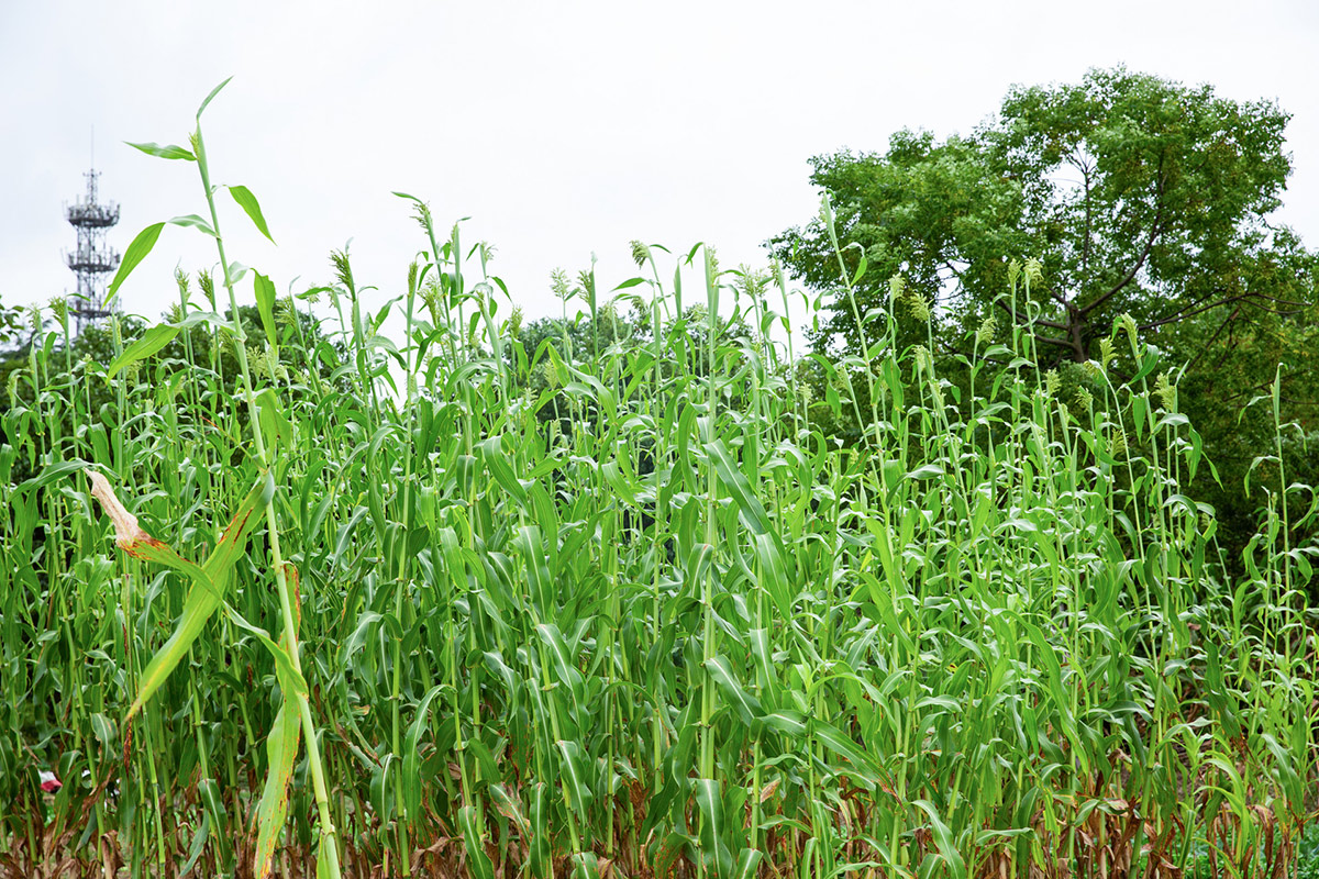 Sugarcane deworming in Shangyun, Yunnan