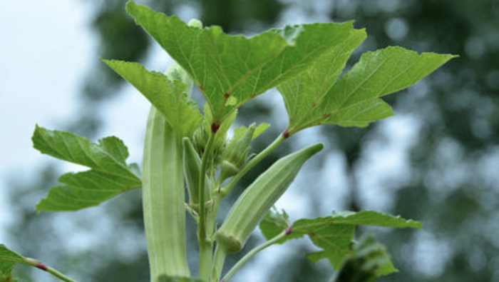 Okra planting techniques, and field management techniques and methods