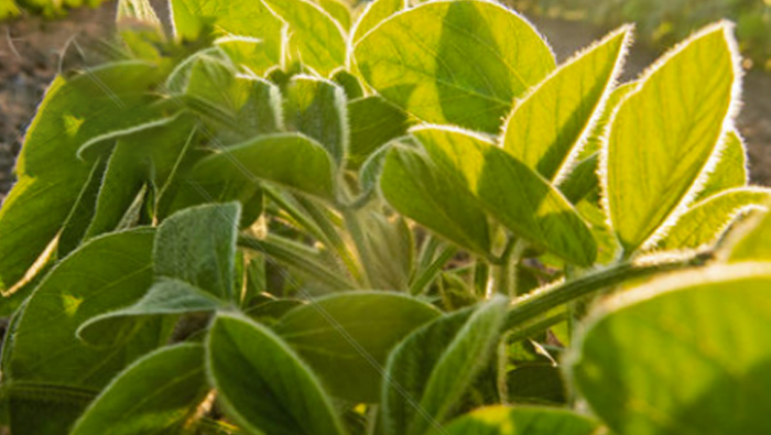 Experiment on the Flying Control of Pests, Weeds and Pests in Soybean and Corn Belt Compound Planting