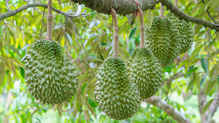 Comparison and verification of durian plant protection spraying effect