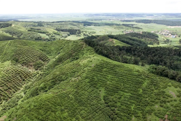Promoting Hazelnut Protection Mechanization in Liaoning: Aiming for Dual Revenue Streams