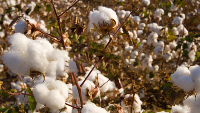 What dosage form should I choose for cotton drone plant protection?