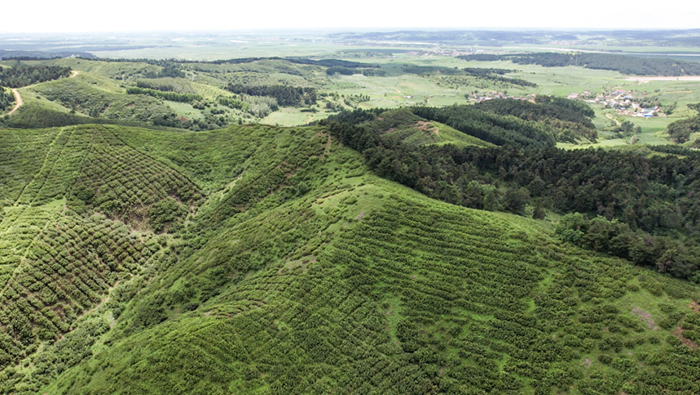 Liaoning | Promoting the Mechanization of Hazelnut Plant Protection