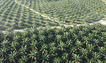 Oil Palm Spot Spray Application in Indonesia