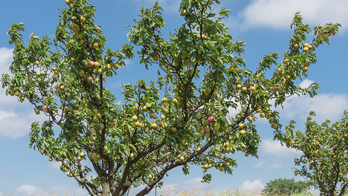 Verification of Peach Tree Aphid Drone Sprayer Plant Protection Control