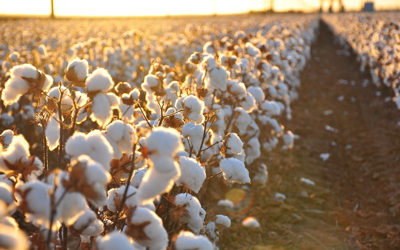 Cotton