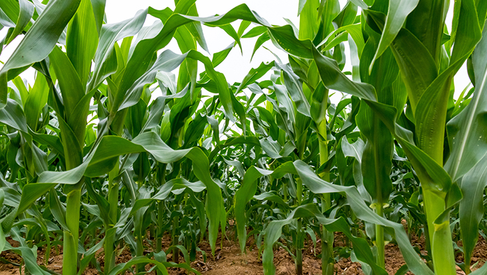 Verification of corn plant protection by EAVISION drone sprayer, high control effect and low economic loss
