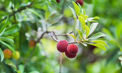 Thor-EA-20X for Myrica Rubra Tree