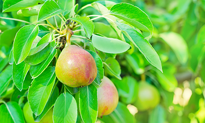 Thor and Hercules Agriculture Drone for Pear Application