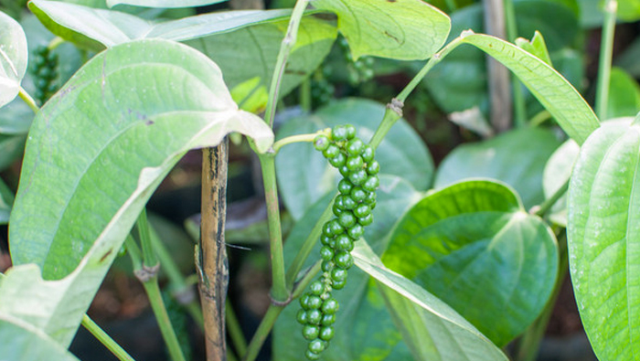 Combination of EAVISION and BASF agrochemical and drone, green prickly ash plant protection increases production and efficiency