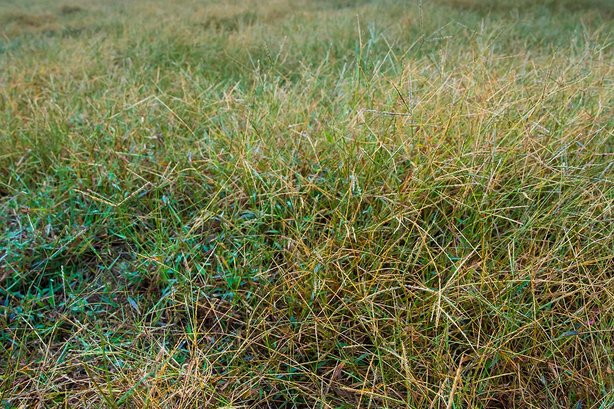 Weeding operations in Fusui, Guangxi 