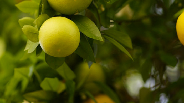 How to treat the outbreak of red spider mites in aged thick crown citrus