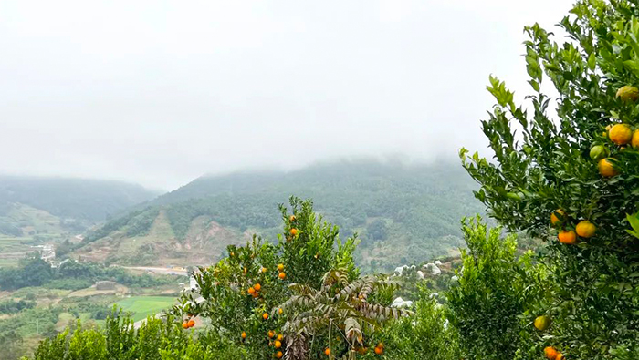 Yunnan Citrus | Farmers Manage Orchards to Save 300,000 a Year