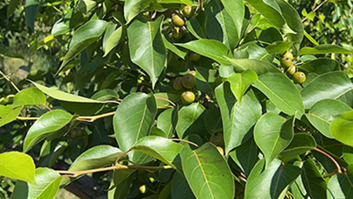 Nanguo Pear | Agricultural drones start the mechanization process from scratch