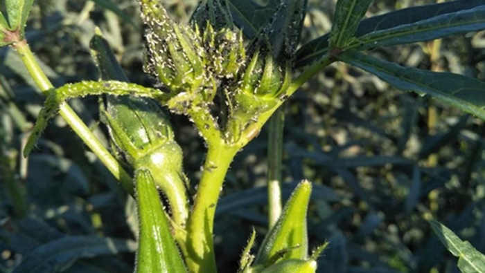 OKRA DROPLET TEST & EFFICACY INVESTIGATION