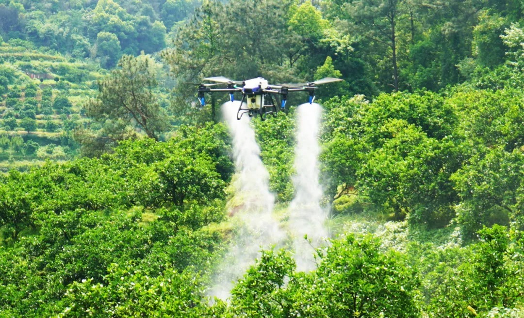 Eavision Fully Participated in China’s First Successful County-Wide Citrus Psyllid Control Project