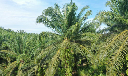 Thor-EA-20X for Oil Palm Trees