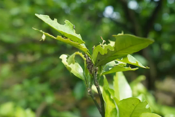 Eavision Fully Participated in China’s First Successful County-Wide Citrus Psyllid Control Project