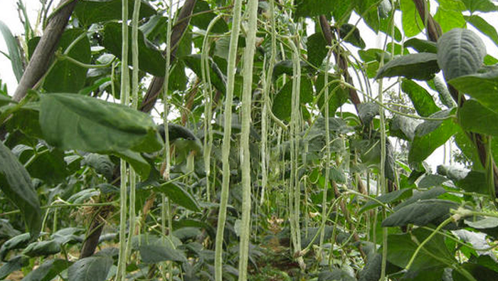 Cowpea plant protection experiment to create an efficient flight control mode