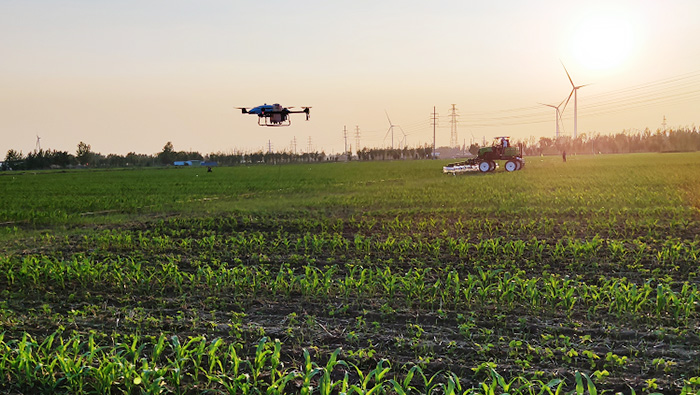 Crop Science | Soybean-Corn Strip Compound Planting Pests and Weeds Plant Protection Test